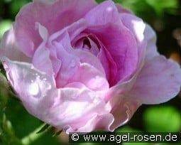 Geschwinds Orden kaufen, clicken für mehr Details Geschwinds Orden