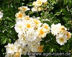 Goldfinch kaufen, clicken für mehr Details Goldfinch