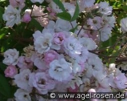 Guirlande Rose kaufen, clicken für mehr Details Guirlande Rose