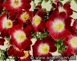 Hiawatha kaufen, clicken für mehr Details Hiawatha