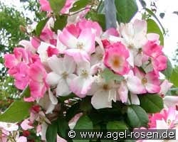 Juliana von Stolberg kaufen, clicken für mehr Details Juliana von Stolberg