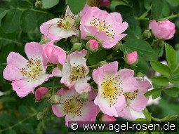 Kew Rambler kaufen, clicken für mehr Details Kew Rambler