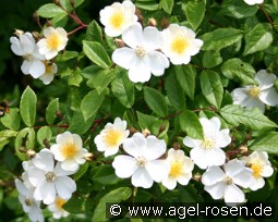 Kiftsgate kaufen, clicken für mehr Details Kiftsgate