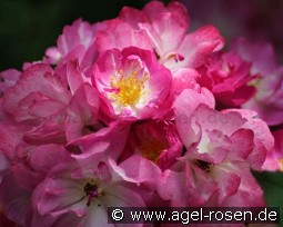 Kiftsgate Violett kaufen, clicken für mehr Details Kiftsgate Violett