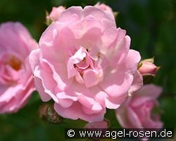 Kirschrose kaufen, clicken für mehr Details Kirschrose