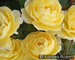 Lemon Siluetta kaufen, clicken für mehr Details Lemon Siluetta