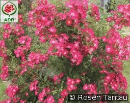 Libertas kaufen, clicken für mehr Details Libertas