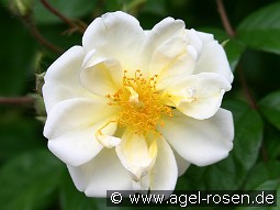 Lykkefund kaufen, clicken für mehr Details Lykkefund