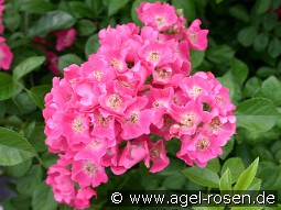 Maria Lisa kaufen, clicken für mehr Details Maria Lisa