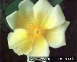 Mermaid kaufen, clicken für mehr Details Mermaid