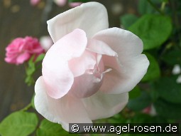 Minnehaha kaufen, clicken für mehr Details Minnehaha