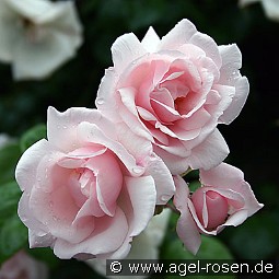 New Dawn kaufen, clicken für mehr Details New Dawn