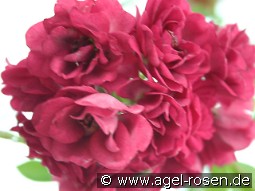 Non Plus Ultra kaufen, clicken für mehr Details Non Plus Ultra