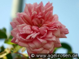 Paul Noél kaufen, clicken für mehr Details Paul Noél