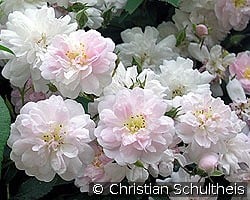 Paul's Himalayan Musk Rambler kaufen, clicken für mehr Details Paul's Himalayan Musk Rambler