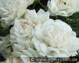 Pemberton's White Rambler kaufen, clicken für mehr Details Pemberton's White Rambler