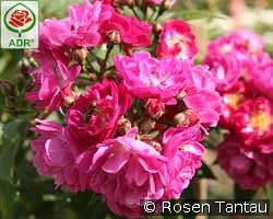 Perennial Blue kaufen, clicken für mehr Details Perennial Blue