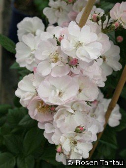 Perennial Blush ® kaufen - Ramblerrose - AGEL ROSEN