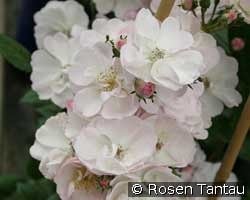 Perennial Blush kaufen, clicken für mehr Details Perennial Blush