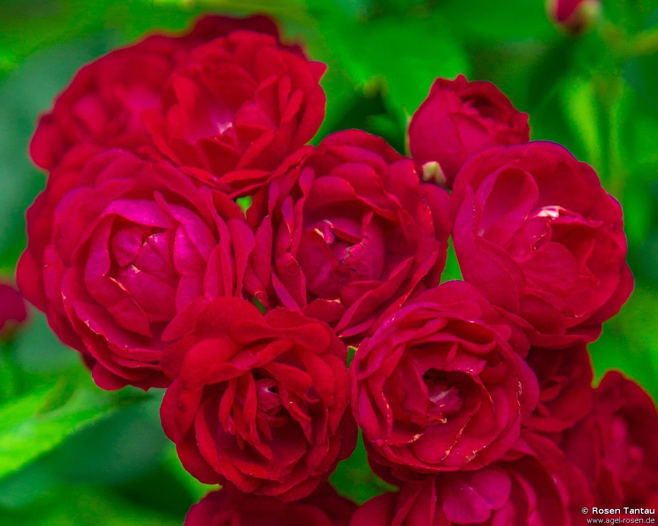 Rose ‘Perennial Domino‘ (wurzelnackte Rose)
