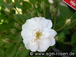 Rambling Rector