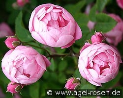 Raubritter kaufen, clicken für mehr Details Raubritter