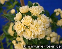 Rosa banksiae Lutea kaufen, clicken für mehr Details Rosa banksiae Lutea