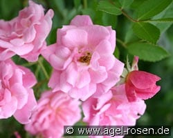 Rosendorf Steinfurth kaufen, clicken für mehr Details Rosendorf Steinfurth