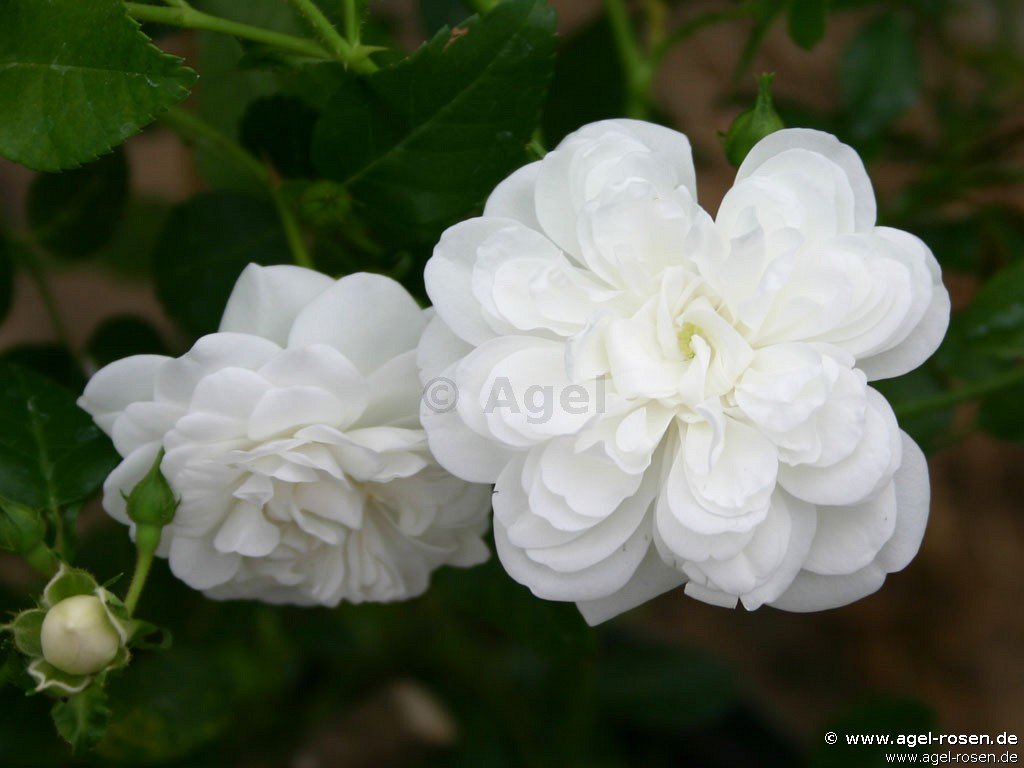 Rose ‘Sander‘s White Rambler‘ (wurzelnackte Rose)