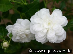 Sander's White Rambler kaufen, clicken für mehr Details Sander's White Rambler