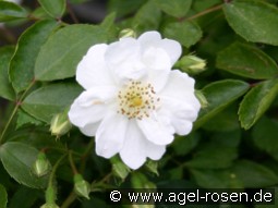 Seagull kaufen, clicken für mehr Details Seagull