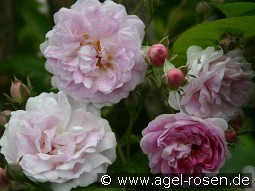 Seven Sister's Rose kaufen, clicken für mehr Details Seven Sister's Rose