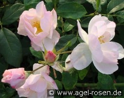 Sourire d'Orchidée kaufen, clicken für mehr Details Sourire d'Orchidée