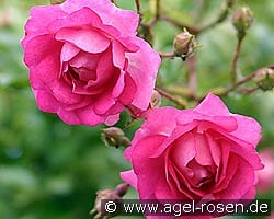 Super Dorothy kaufen, clicken für mehr Details Super Dorothy