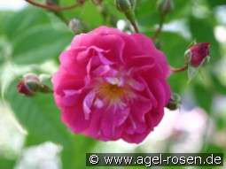 Taunusblümchen kaufen, clicken für mehr Details Taunusblümchen