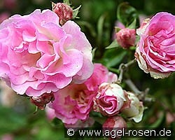 Tausendschön kaufen, clicken für mehr Details Tausendschön