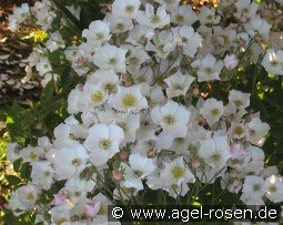 Toby Tristram kaufen, clicken für mehr Details Toby Tristram