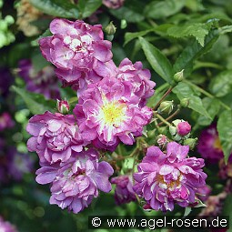 Veilchenblau kaufen, clicken für mehr Details Veilchenblau