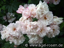 Venusta Pendula kaufen, clicken für mehr Details Venusta Pendula