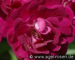 Violette kaufen, clicken für mehr Details Violette