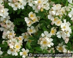 Wedding Day kaufen, clicken für mehr Details Wedding Day