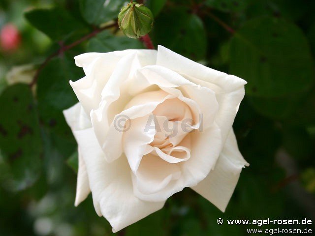 Rose ‘Weiße New Dawn‘ (wurzelnackte Rose)