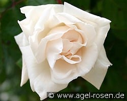 Weiße New Dawn kaufen, clicken für mehr Details Weiße New Dawn