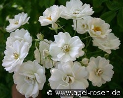 White Flight kaufen, clicken für mehr Details White Flight