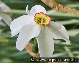 Recurvus kaufen, click for more details Recurvus