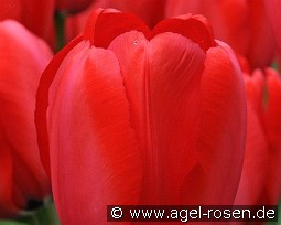 Red Impression kaufen, clicken für mehr Details Red Impression