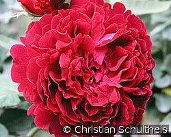 Alfred Colomb kaufen, click for more details Alfred Colomb