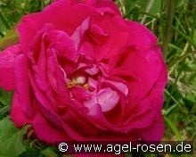 American Beauty kaufen, click for more details American Beauty