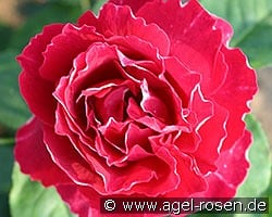 Baron Girod de l'Ain kaufen, click for more details Baron Girod de l'Ain