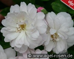 Blush Noisette kaufen, click for more details Blush Noisette